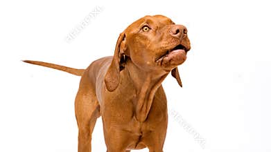 Barking vizsla dog portrait isolated over white background.