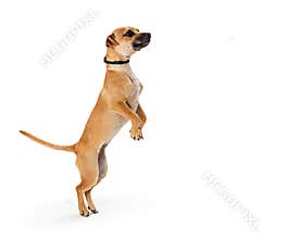 Excited Small Dog Standing Up Begging