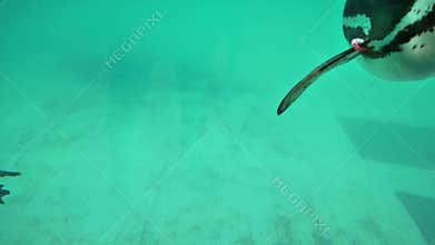 Humboldt penguins in the London Zoo, UK.
