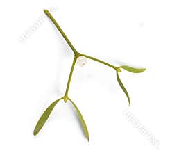 Viscum album, commonly known as European mistletoe, common mistletoe or simply as mistletoe, mistle. Isolated