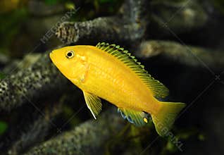 Labidochromis caeruleus