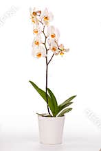 White orchid plant with clipping path