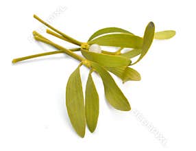 Viscum album, commonly known as European mistletoe, common mistletoe or simply as mistletoe, mistle. Isolated