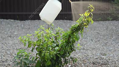 Woman spray plants from pests, insects and diseases plum tree