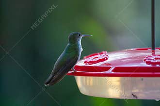 Wildlife: A White-bellied hummingbird is seen in Peten, Guatemala