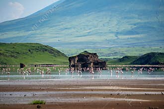 Pink lesser Flamingos at Lake Natron with Ol Doinyo Lengai volcano on background in Rift valley, Tanzania