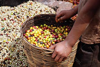 Sorting coffee beans, Chiapas, Mexico