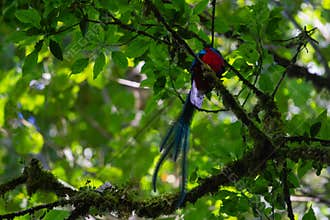 Wildlife: The Resplendent Quetzal, a symbol for Ancient Civilizations