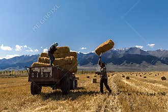 Old couple collecting haystack after harvest