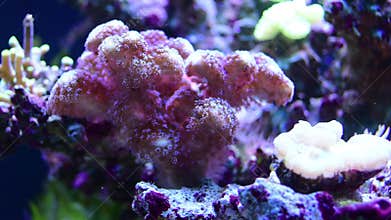 Marine aquarium with coral reefs mushroom
