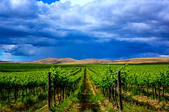Yakima Valley Vineyard