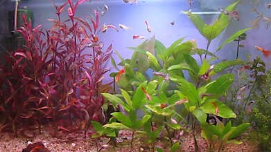 A tropical aquarium rich in plants and fish-Guppy