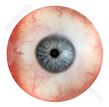 Human eye