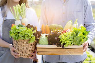 Beautiful portrait young asian woman and man harvest and picking up fresh organic vegetable garden