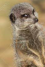 Funny animal meme image of photogenic meerkat smiling for camera