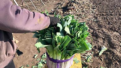 Farmer cuts green leaves of a bouquet of leeks. Agriculture and farming. Harvesting and processing vegetables. trim clipping. Impr