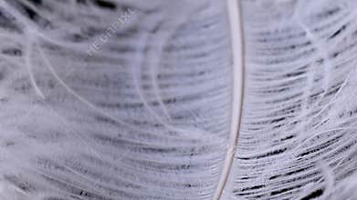 Light, delicate ostrich feather. White feather on a black