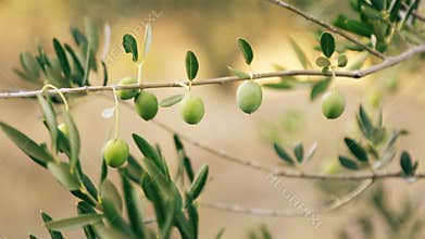 Olive Tree Branch With Green Olives