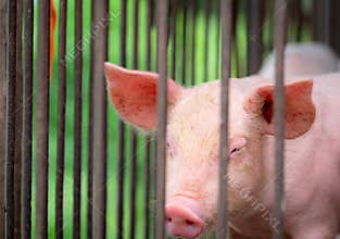 Little pig in farm. Small pink piglet. African swine fever and swine flu concept. Livestock farming. Pork meat industry. Healthy