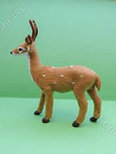 Roe deer animal of class Mammalia mammals