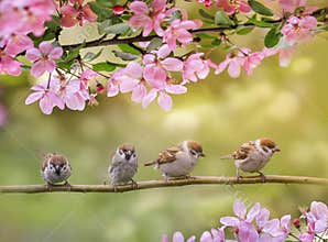 background with birds, sitting on branches with pink Apple blossom in spring in may Sunny garden