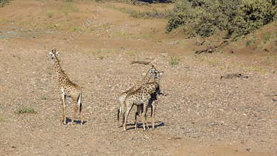 Giraffe in Kruger National park, South Africa