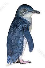 Little penguin isolated on white background