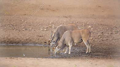Common eland in Kruger National park, South Africa