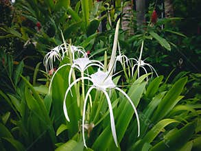 White Blooming Beach Spider Lily Flower In The Cloudy Rainy Weather