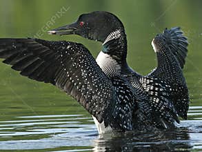 Common Loon (Gavia immer) with a fish
