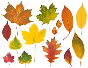 Autumn leaves