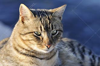Cat