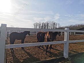 Horse farm animals baby cute summer
