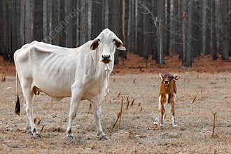 Malnourished cows devastated by bushfires with burnt tree background