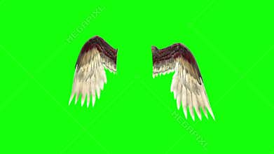 Angels Birds Wings Plumage Flapping 3D Rendering Green Screen