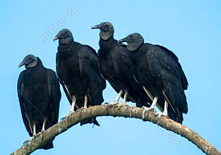 Four black ravens on tree branches