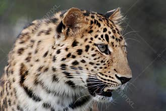 Amur leopard