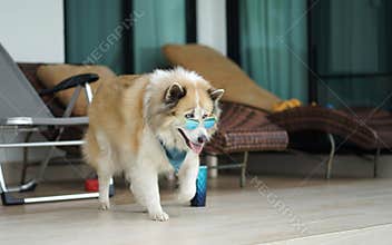 Large brown color mixed breed dog lying on the floor with blue sunglass