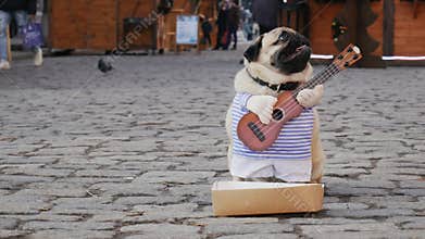 Cute funny pug dog earning with playing music wearing in costume with guitar on the city street