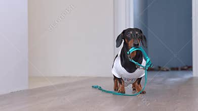 Cute dachshund dog in a white T-shirt with print bringing a blue leash from the room, hinting to the owners that he wanting to go