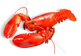 Lobster