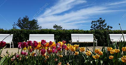 Tulip And Spring Flowers Gardens