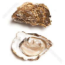 Oysters