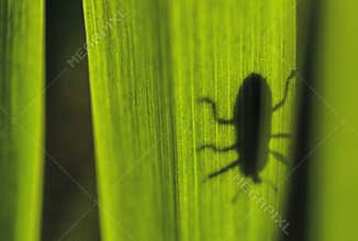 Bug shadow