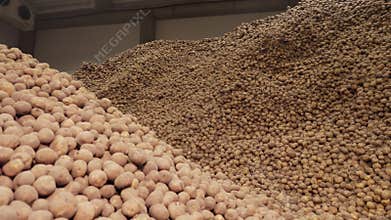 Potatoes storage in warehouse . potato raw materials for food industry. potato harvest. potato mountains, potato