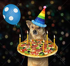 Dog in birthday hat with pizza