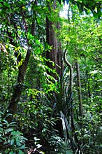 Tall trees in the forest