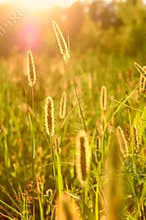 Summer sun