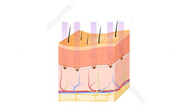 Tanning process. Skin.