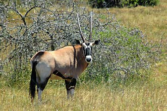 Oryx gazelle
